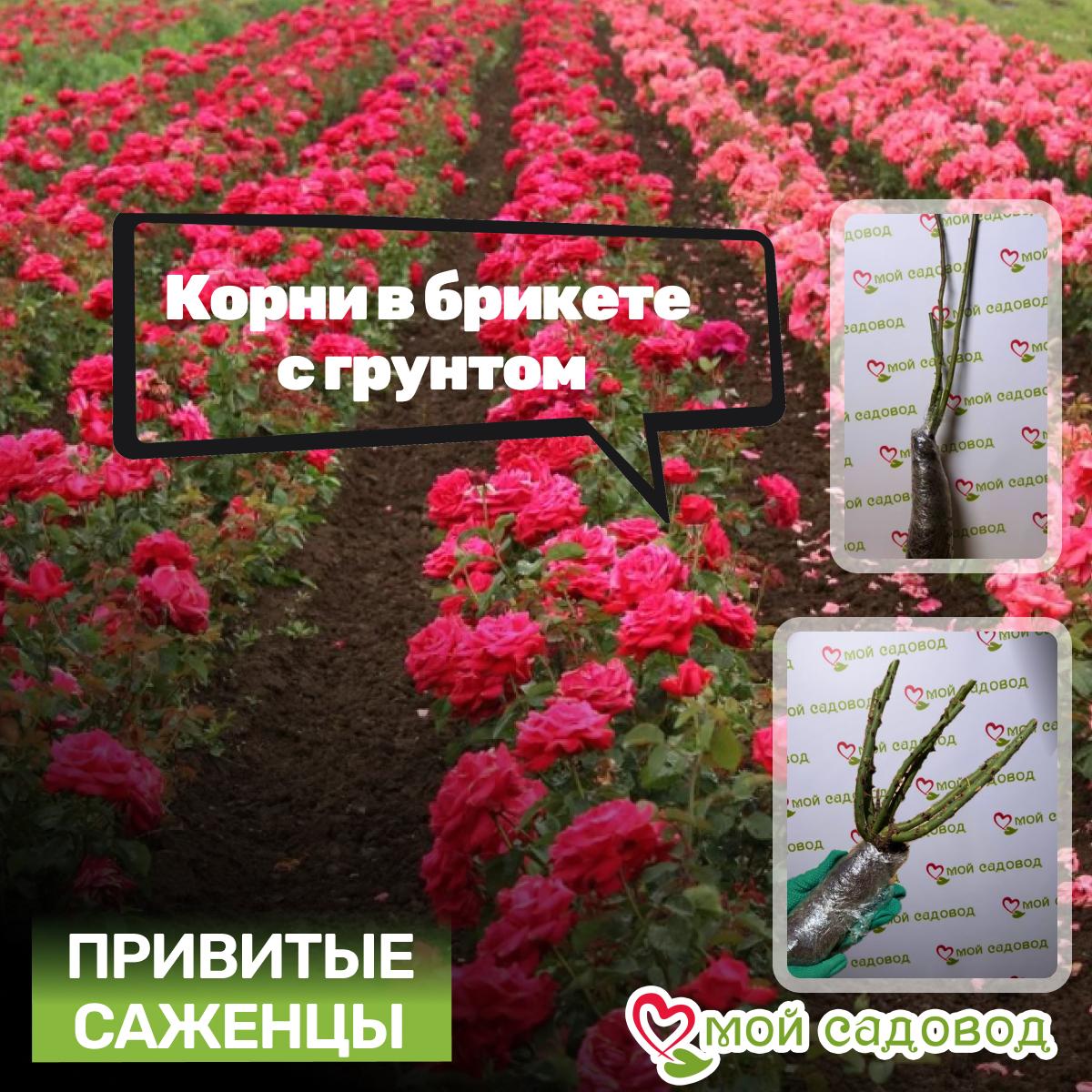 Роза Янг Люсидас