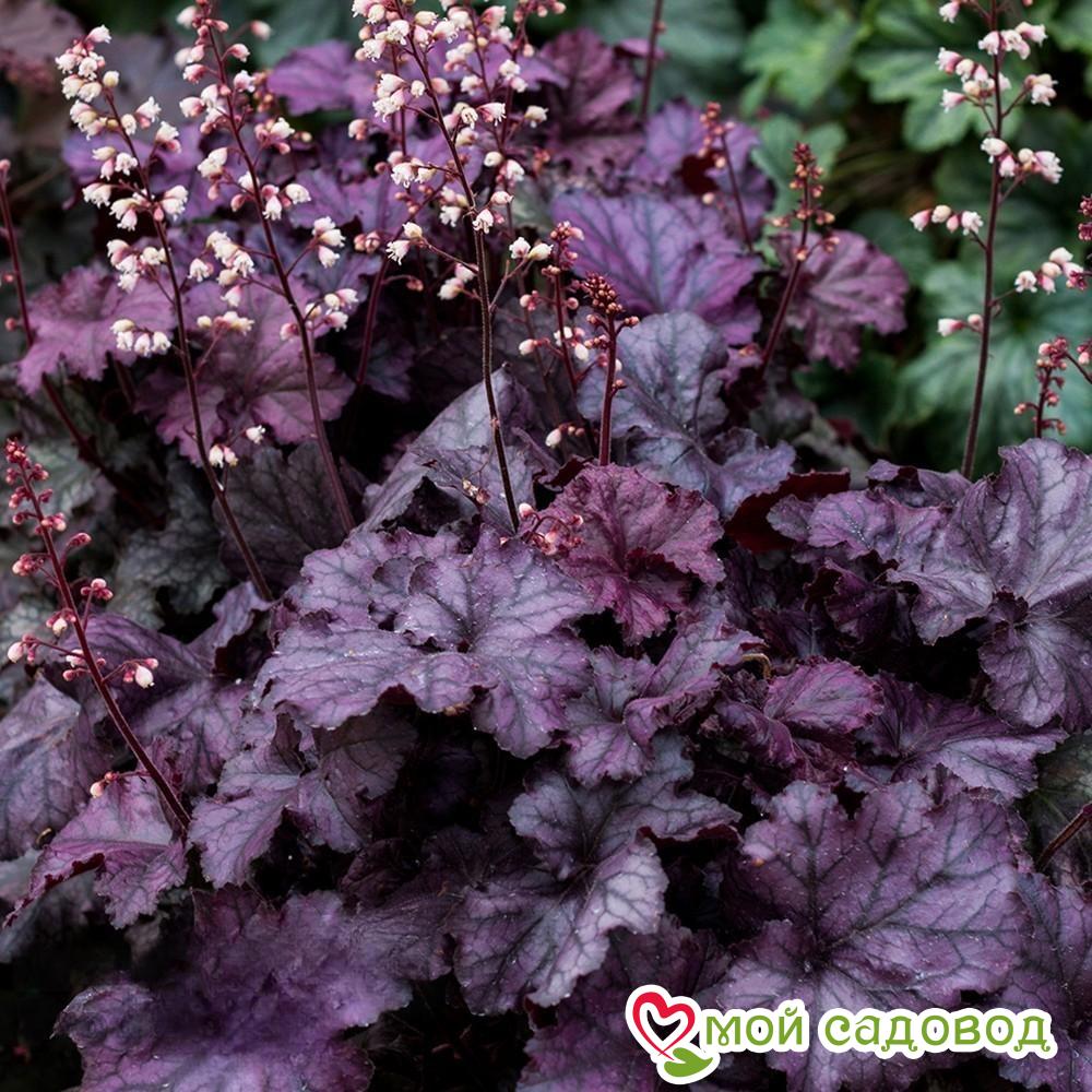 Гейхера Рекс Пурпл
