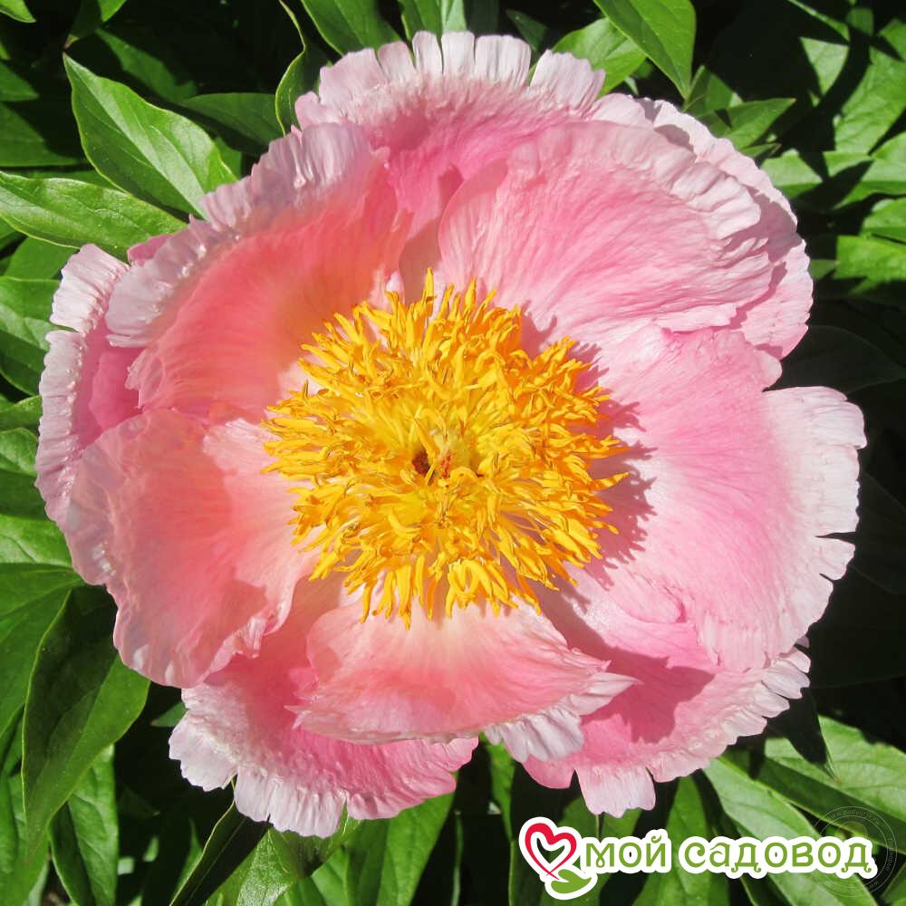 Пион Розэлетте