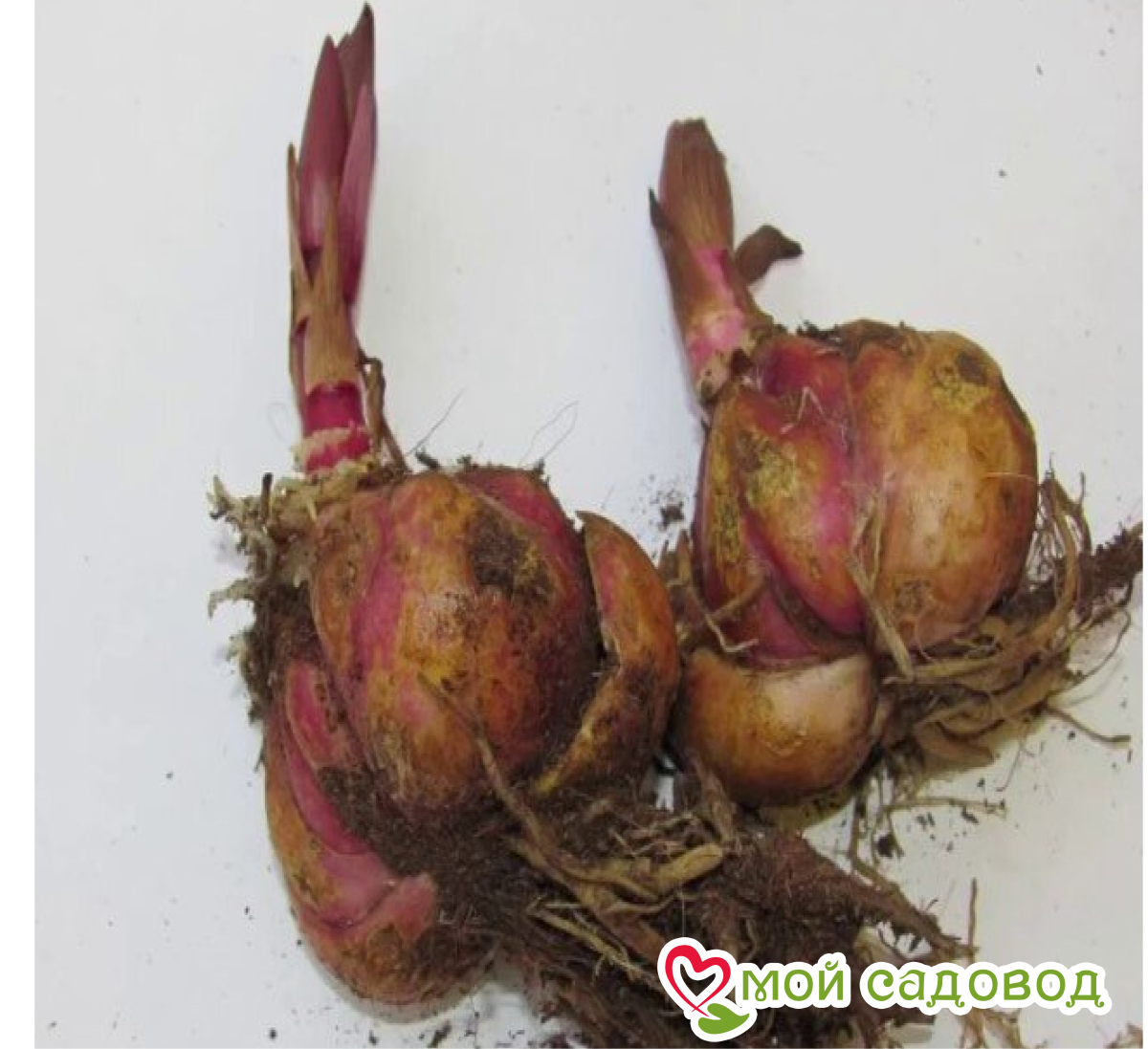 Лилия Фростинг Блис